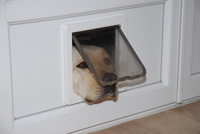 c Pablo, le chien d'un copain!!!